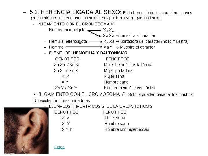 – 5. 2. HERENCIA LIGADA AL SEXO: Es la herencia de los caracteres cuyos