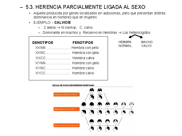 – 5. 3. HERENCIA PARCIALMENTE LIGADA AL SEXO • Aquella producida por genes localizados