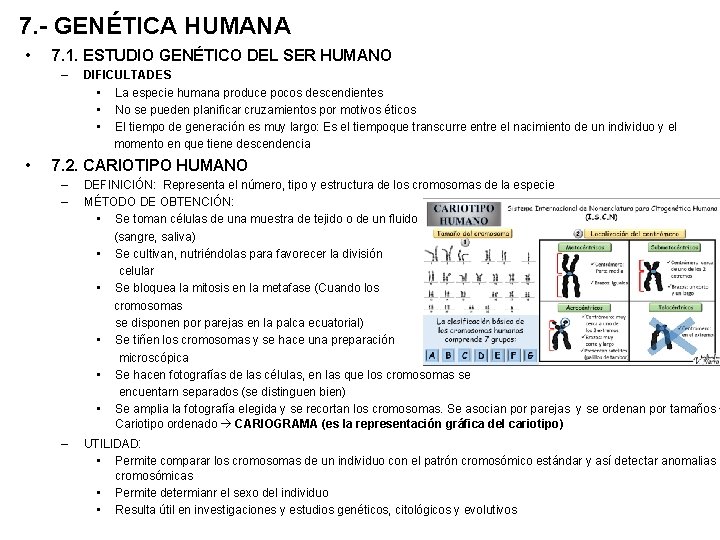7. - GENÉTICA HUMANA • 7. 1. ESTUDIO GENÉTICO DEL SER HUMANO – •