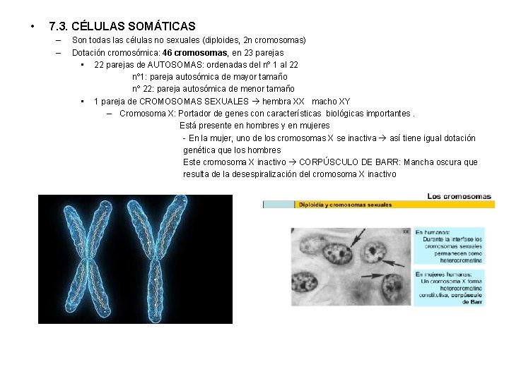  • 7. 3. CÉLULAS SOMÁTICAS – – Son todas las células no sexuales
