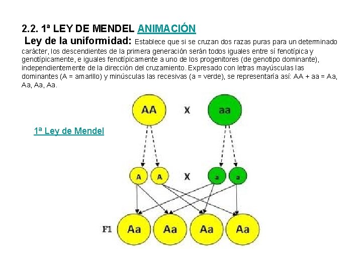 2. 2. 1ª LEY DE MENDEL ANIMACIÓN Ley de la uniformidad: Establece que si
