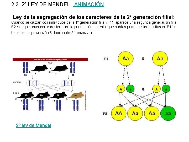 2. 3. 2ª LEY DE MENDEL ANIMACIÓN Ley de la segregación de los caracteres