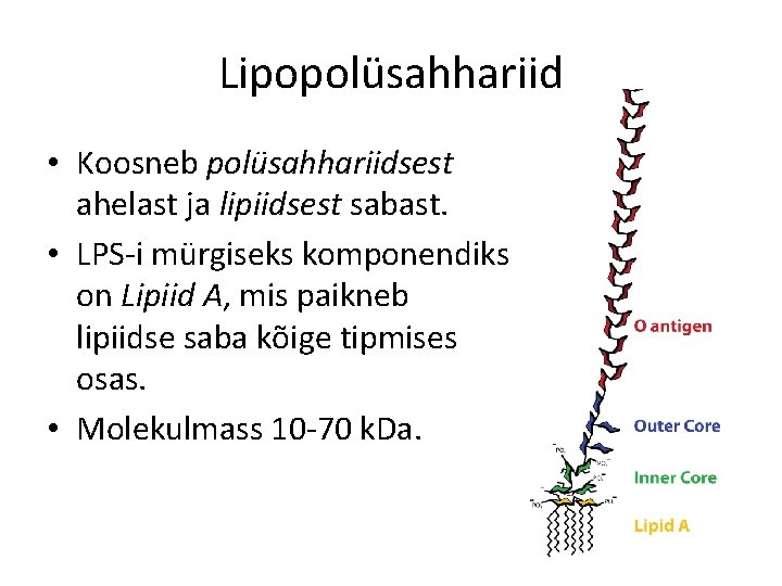 Lipopolüsahhariid • Koosneb polüsahhariidsest ahelast ja lipiidsest sabast. • LPS-i mürgiseks komponendiks on Lipiid