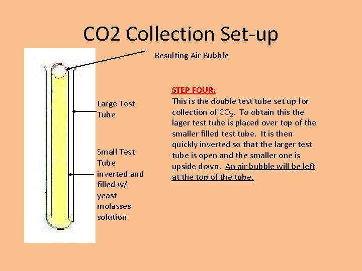 CO 2 Collection Set-up Resulting Air Bubble Large Test Tube Small Test Tube inverted