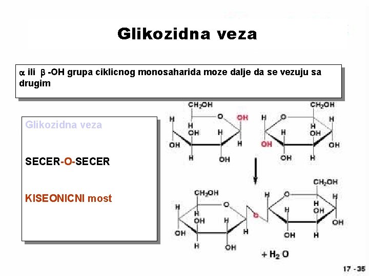 Glikozidna veza a ili b -OH grupa ciklicnog monosaharida moze dalje da se vezuju