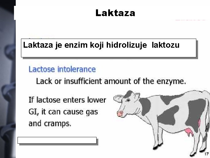 Laktaza je enzim koji hidrolizuje laktozu 