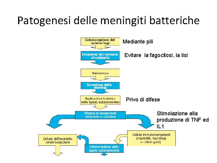 Patogenesi delle meningiti batteriche Mediante pili Evitare la fagocitosi, la lisi Privo di difese