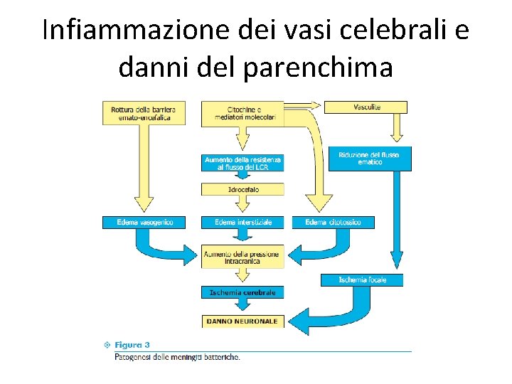 Infiammazione dei vasi celebrali e danni del parenchima 