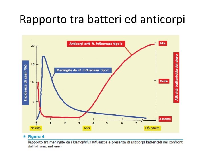 Rapporto tra batteri ed anticorpi 