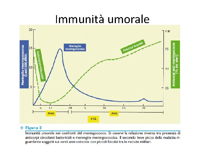 Immunità umorale 