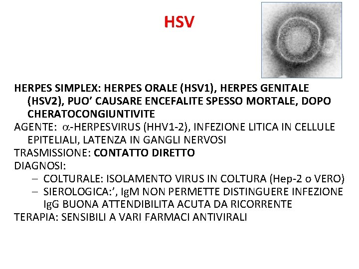 HSV HERPES SIMPLEX: HERPES ORALE (HSV 1), HERPES GENITALE (HSV 2), PUO’ CAUSARE ENCEFALITE