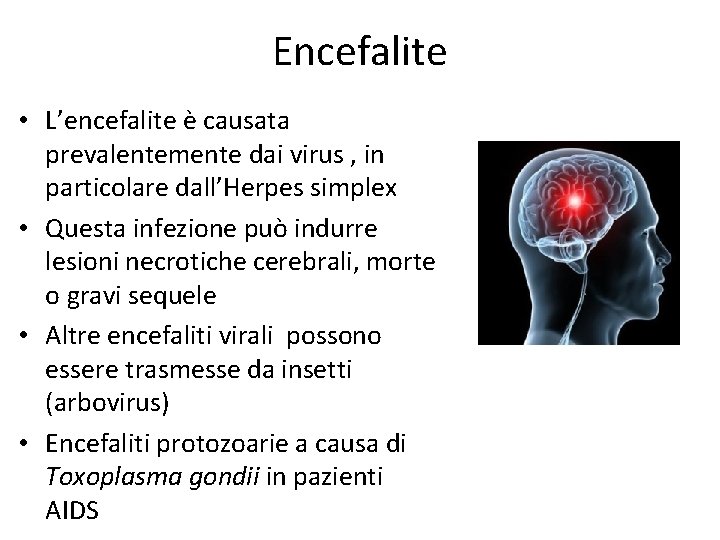 Encefalite • L’encefalite è causata prevalentemente dai virus , in particolare dall’Herpes simplex •