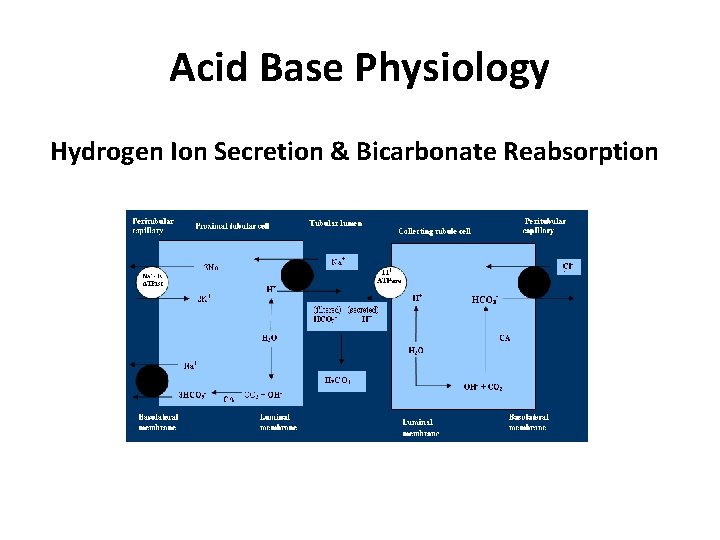 Acid Base Physiology Hydrogen Ion Secretion & Bicarbonate Reabsorption 