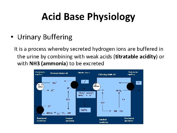 Acid Base Physiology • Urinary Buffering It is a process whereby secreted hydrogen ions