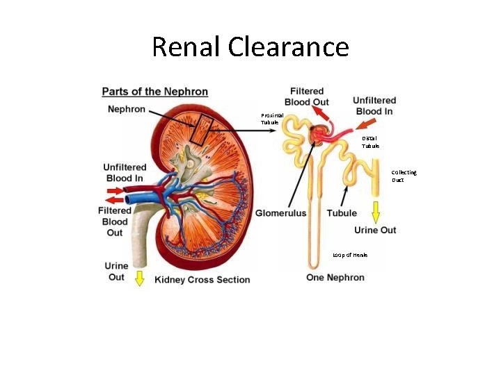 Renal Clearance Proximal Tubule Distal Tubule Collecting Duct Loop of Henle 