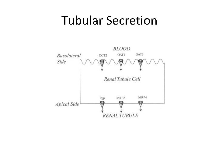 Tubular Secretion 