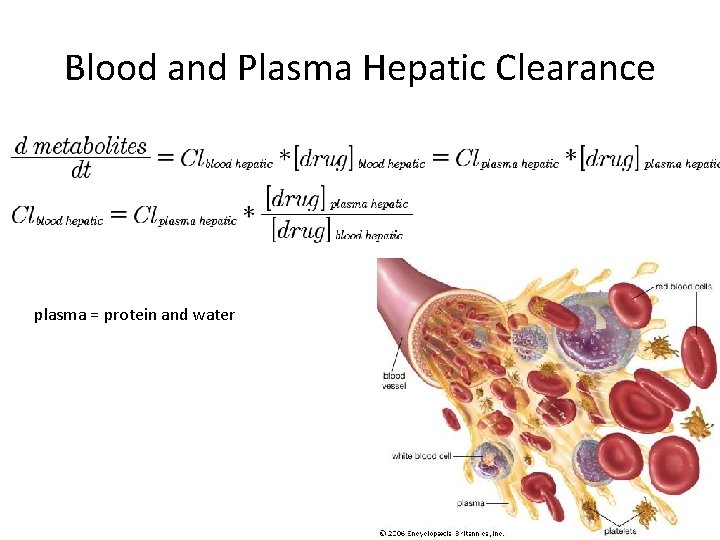 Blood and Plasma Hepatic Clearance plasma = protein and water 