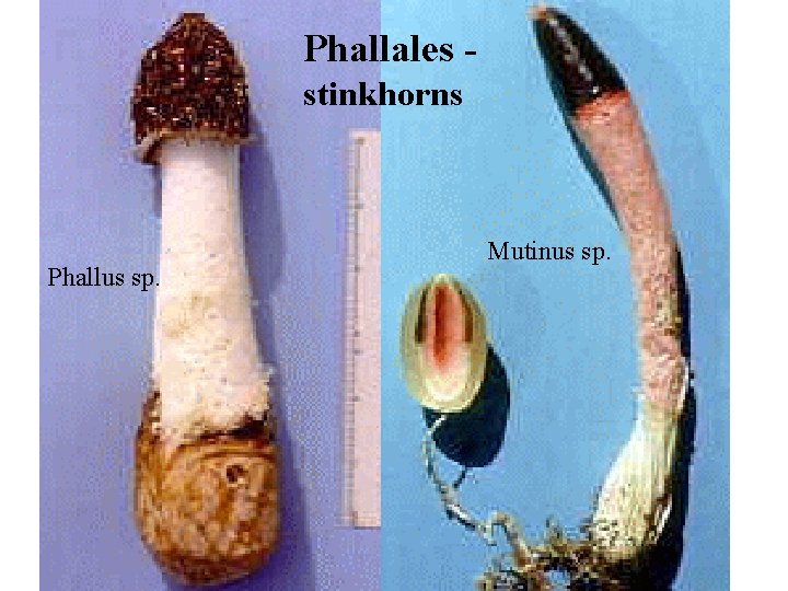 Phallales stinkhorns Phallus sp. Mutinus sp. 