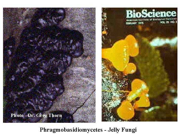 Photo - Dr. Greg Thorn Phragmobasidiomycetes - Jelly Fungi 