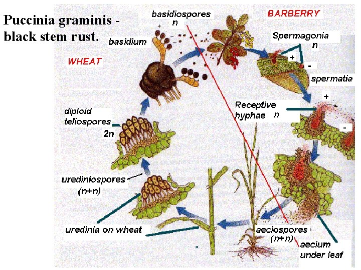 Puccinia graminis black stem rust. 