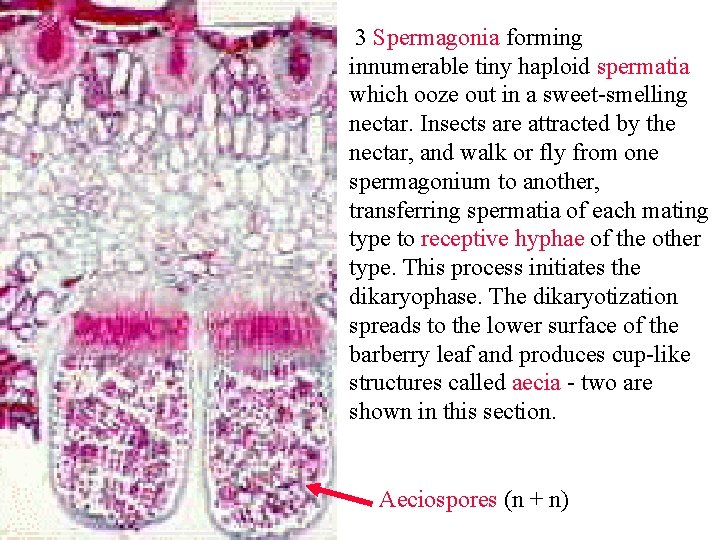 3 Spermagonia forming innumerable tiny haploid spermatia which ooze out in a sweet-smelling nectar.