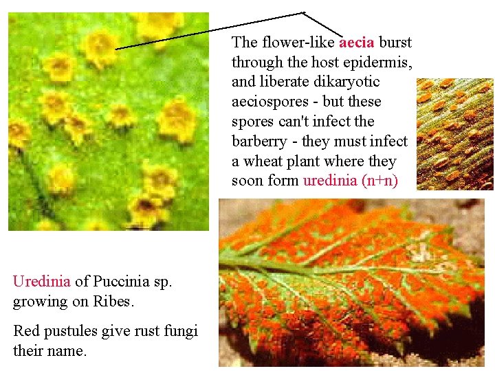 The flower-like aecia burst through the host epidermis, and liberate dikaryotic aeciospores - but