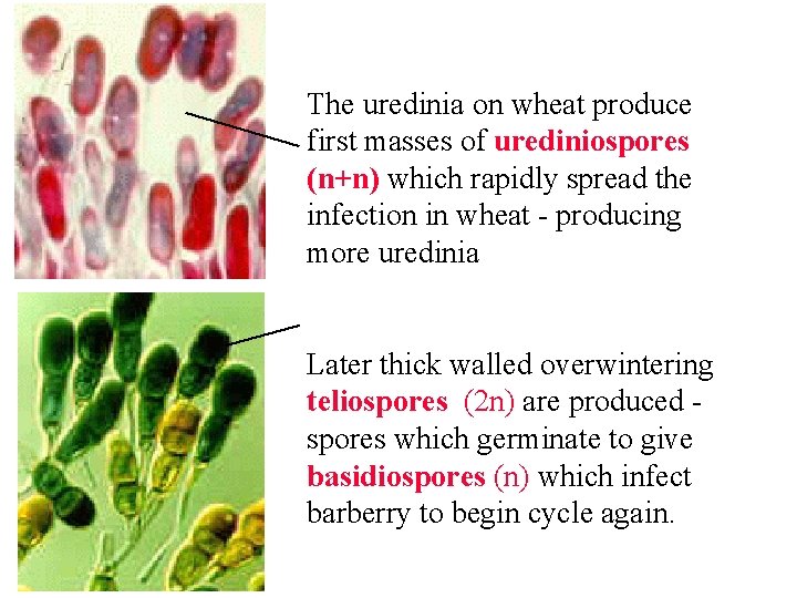 The uredinia on wheat produce first masses of urediniospores (n+n) which rapidly spread the
