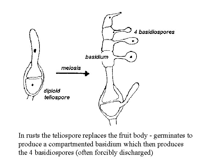 In rusts the teliospore replaces the fruit body - germinates to produce a compartmented