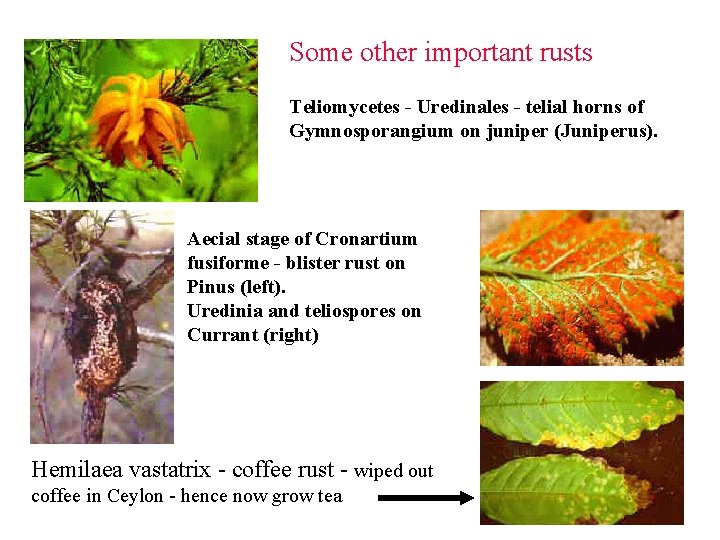 Some other important rusts Teliomycetes - Uredinales - telial horns of Gymnosporangium on juniper