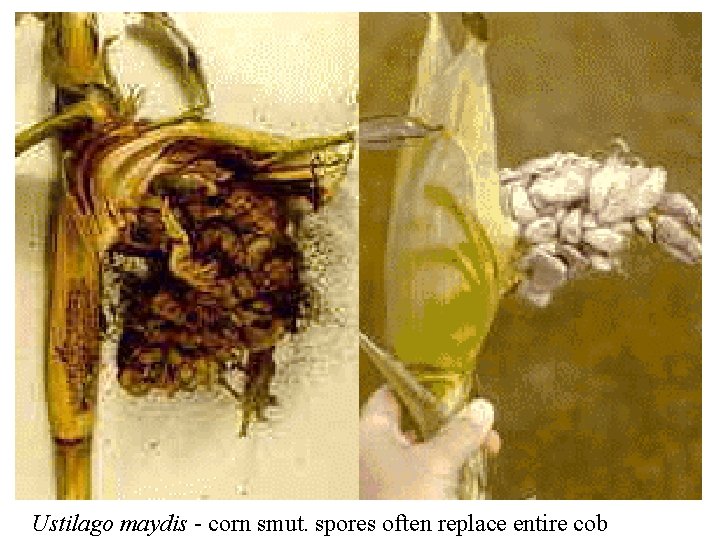 Ustilago maydis - corn smut. spores often replace entire cob 