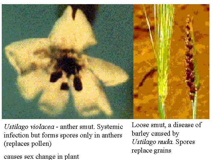 Ustilago violacea - anther smut. Systemic infection but forms spores only in anthers (replaces