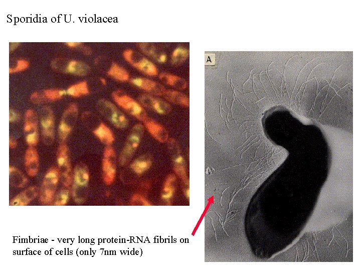 Sporidia of U. violacea Fimbriae - very long protein-RNA fibrils on surface of cells