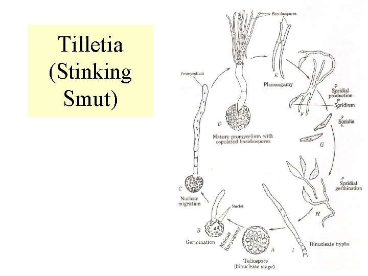 Tilletia (Stinking Smut) 