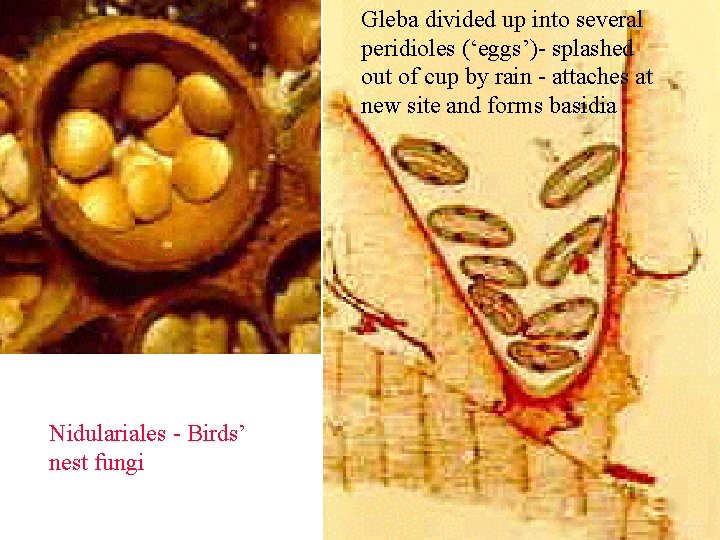 Gleba divided up into several peridioles (‘eggs’)- splashed out of cup by rain -