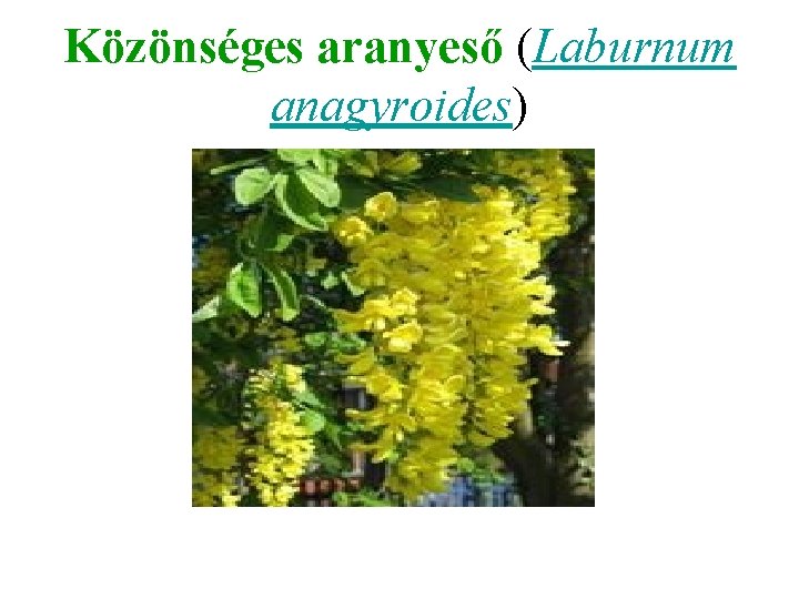 Közönséges aranyeső (Laburnum anagyroides) 