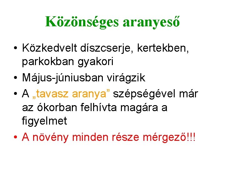 Közönséges aranyeső • Közkedvelt díszcserje, kertekben, parkokban gyakori • Május-júniusban virágzik • A „tavasz