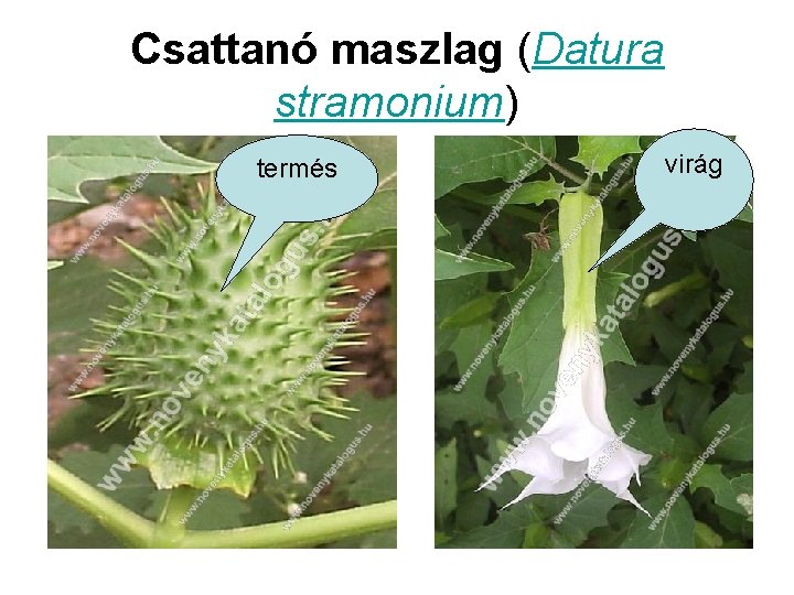 Csattanó maszlag (Datura stramonium) termés virág 