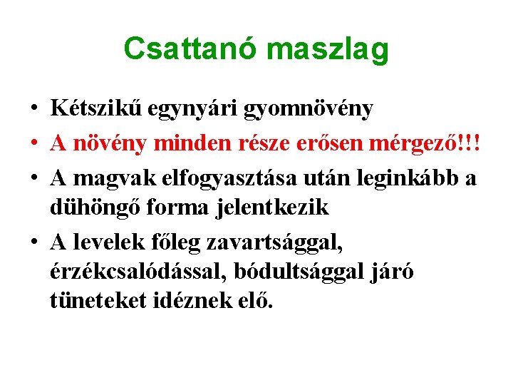 Csattanó maszlag • Kétszikű egynyári gyomnövény • A növény minden része erősen mérgező!!! •