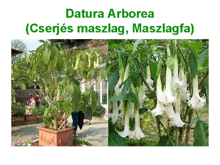 Datura Arborea (Cserjés maszlag, Maszlagfa) 