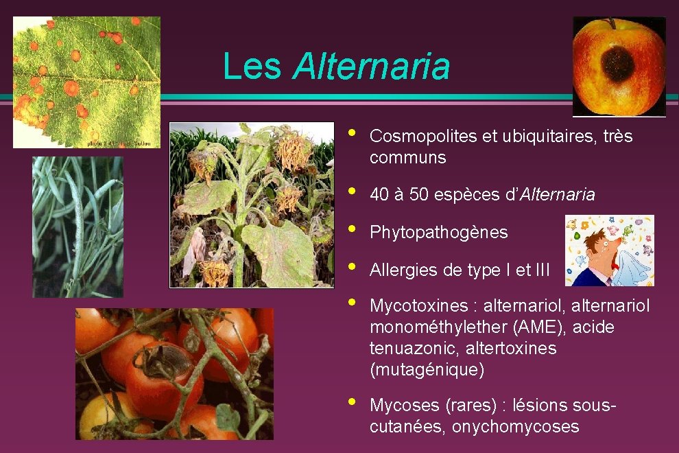 Les Alternaria • Cosmopolites et ubiquitaires, très communs • • 40 à 50 espèces