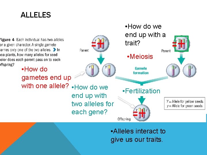 ALLELES • How do we end up with a trait? • Meiosis • How