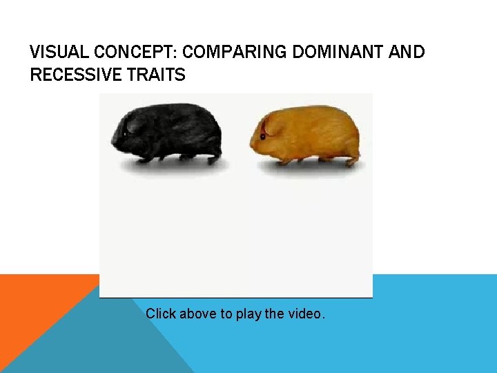 VISUAL CONCEPT: COMPARING DOMINANT AND RECESSIVE TRAITS Click above to play the video. 