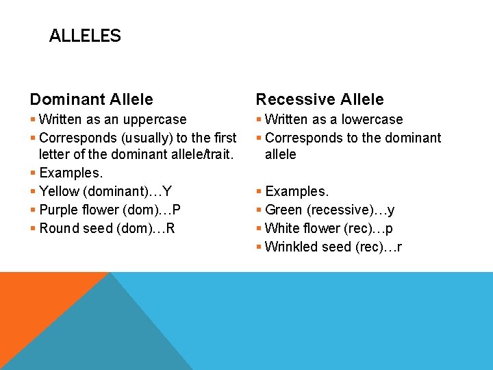 ALLELES Dominant Allele Recessive Allele § Written as an uppercase § Corresponds (usually) to