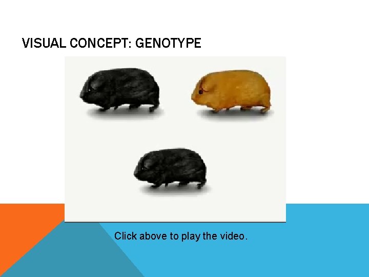 VISUAL CONCEPT: GENOTYPE Click above to play the video. 