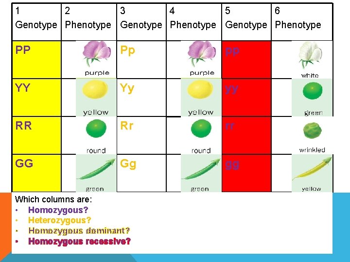 1 2 3 4 5 6 Genotype Phenotype PP Pp pp YY Yy yy