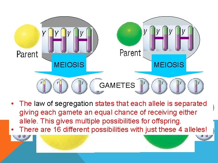 MEIOSIS GAMETES • The law of segregation states that each allele is separated giving