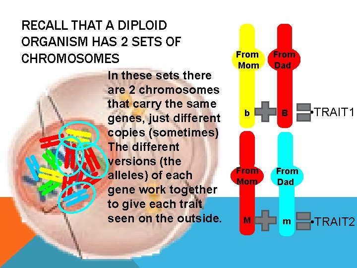 RECALL THAT A DIPLOID ORGANISM HAS 2 SETS OF CHROMOSOMES In these sets there