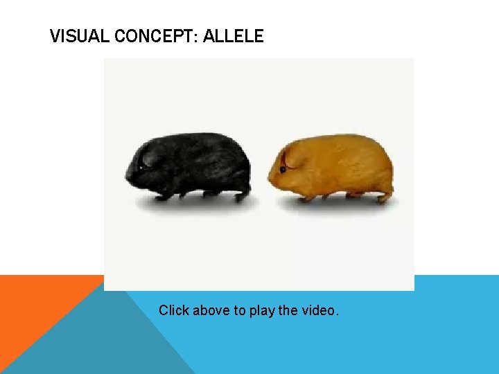 VISUAL CONCEPT: ALLELE Click above to play the video. 