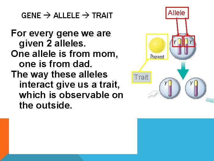 Allele GENE ALLELE TRAIT For every gene we are given 2 alleles. One allele