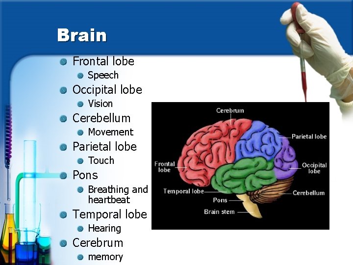 Brain Frontal lobe Speech Occipital lobe Vision Cerebellum Movement Parietal lobe Touch Pons Breathing